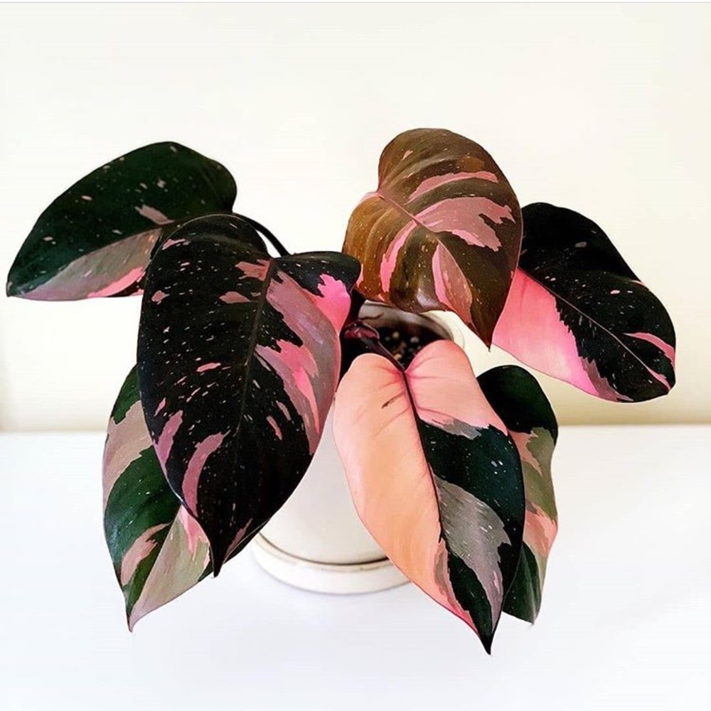 Shop Info